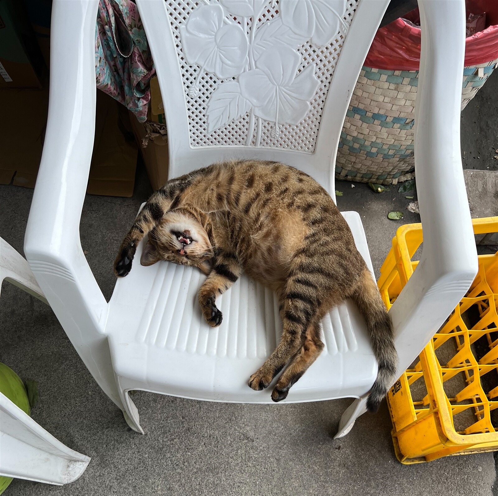 郭姓男子搬家棄養貓所飼養的貓，致貓死在舊租屋，法官判有罪。圖為示意圖。記者張議晨／攝影 