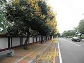 人行步道下起黃金雨　比黃色小鴨更吸睛