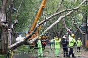 75年來最強颱「貝碧佳」狂掃　上海萬樹倒