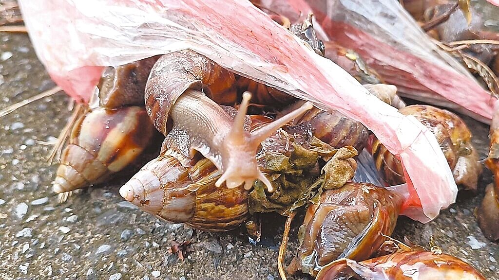 台東縣金峰鄉賓茂部落18日驚傳集體食用「蝸牛小米粽」後，出現疑似食物中毒症狀，釀成3死悲劇。（讀者提供／蕭嘉蕙台東傳真）