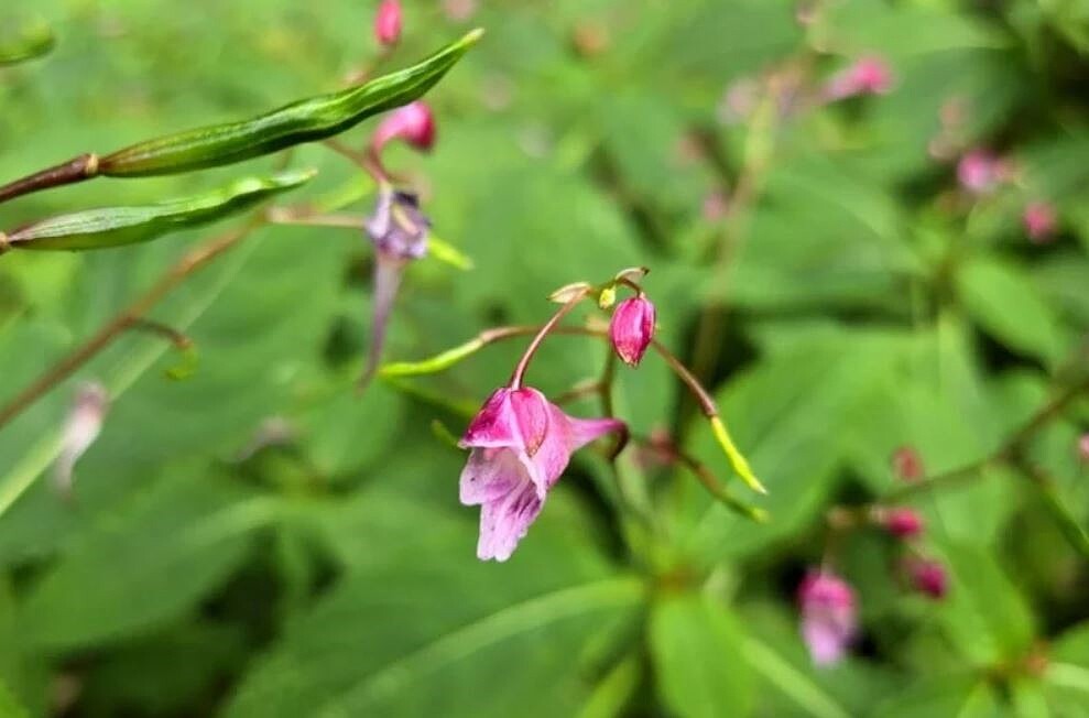 易危植物的棣慕華鳳仙花,早年僅分布於觀霧地區,但台大梅峰農場引進復育有成,近期開花,花期將至雙十節。圖/台大梅峰農場提供