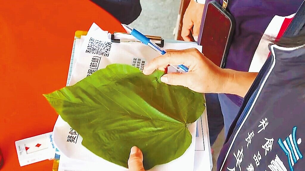 調查小組採檢過程鬧烏龍,錯將「克蘭樹葉」當成「血桐葉」,幸僅口誤,採集檢體無誤。圖/讀者提供