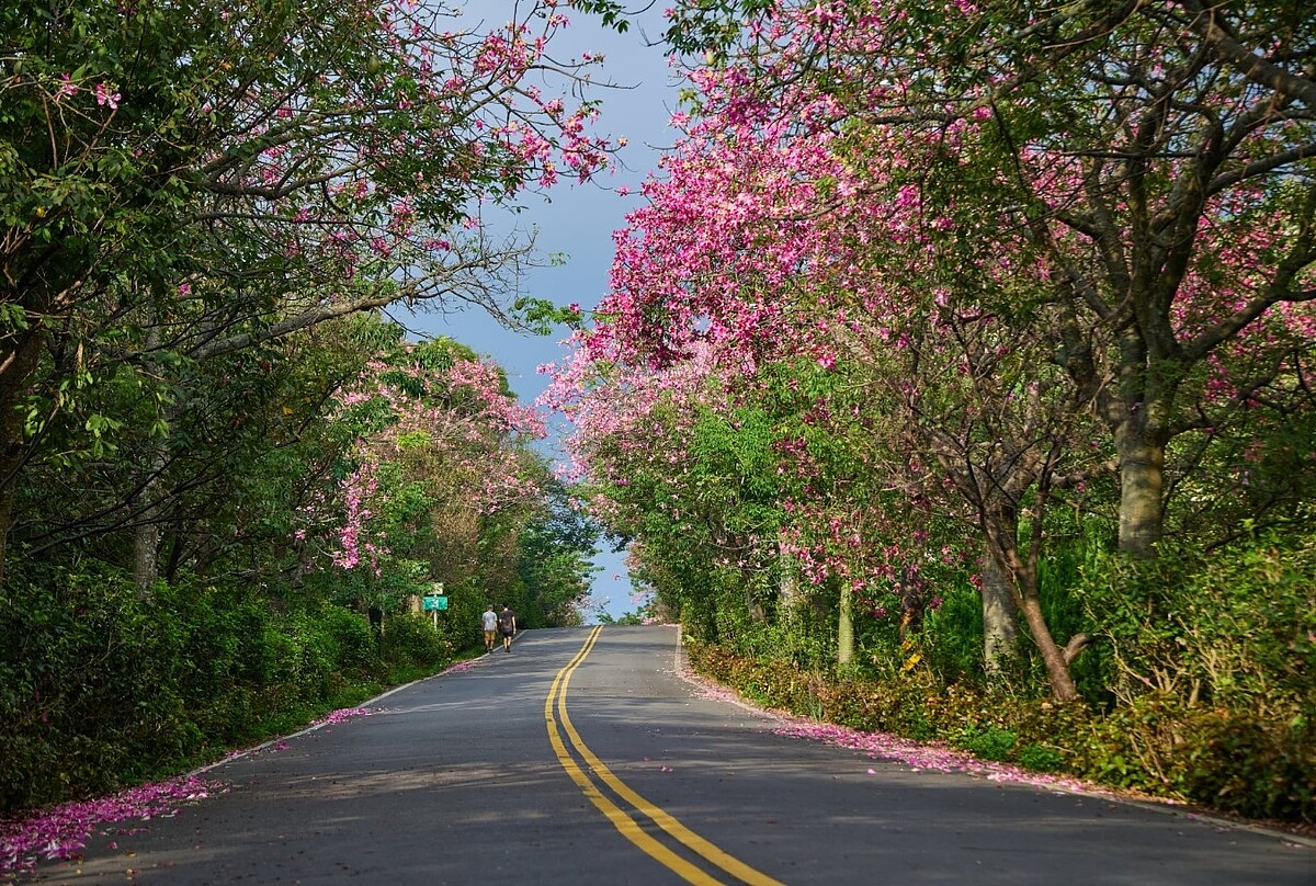 新北市淡水奎柔山路的美人樹。圖／新北市政府提供


