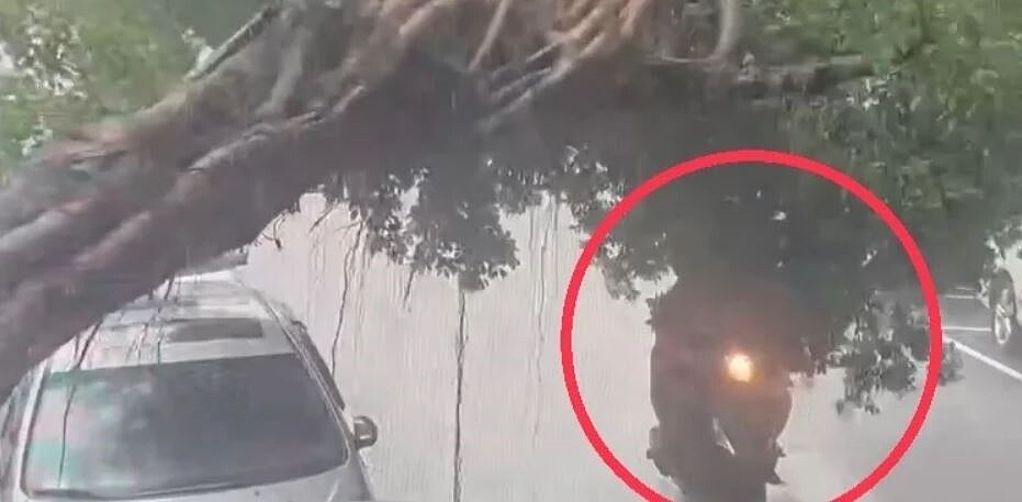 北市萬華區發生路樹倒塌,所幸沒有壓傷人,落地最後一秒,一輛雙載機車幸運躲過。記者翁至成/翻攝