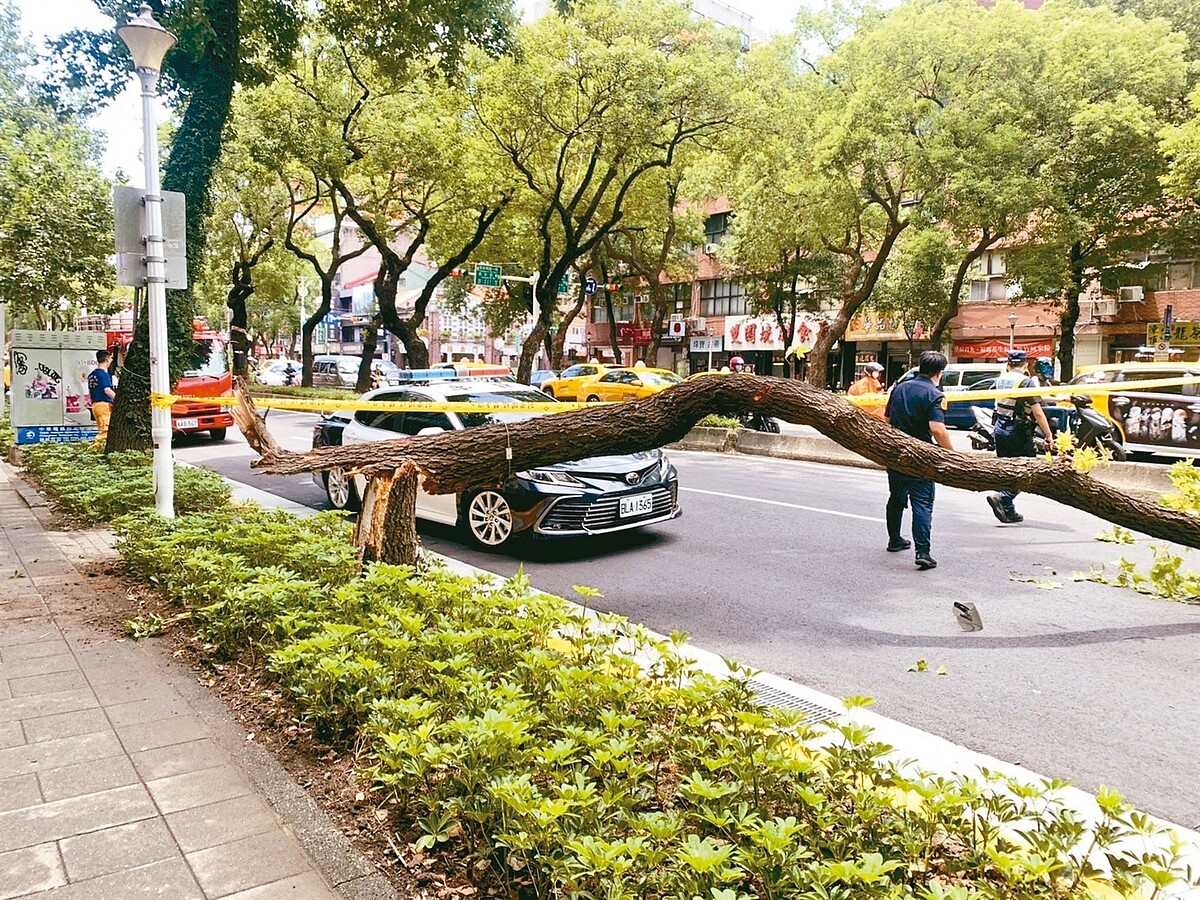 台北市國賠類型主要為樹木維護不良、路面不平、警示或號誌設施不良，欠缺等公共設施設置或管理缺失所致。圖／聯合報系資料照
