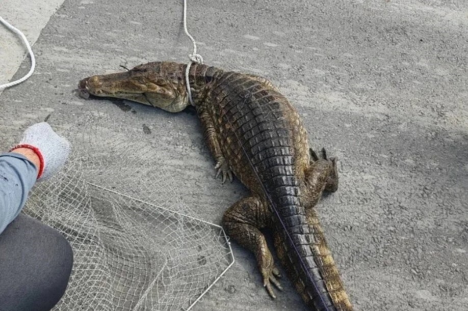 屏東縣又有鱷魚出沒,屏東縣府農業處中秋節17日上午接獲通報,萬丹鄉河堤崙頂堤防11號橋發現鱷魚,歷經三小時終於捕捉成功。圖/屏東縣府農業處提供