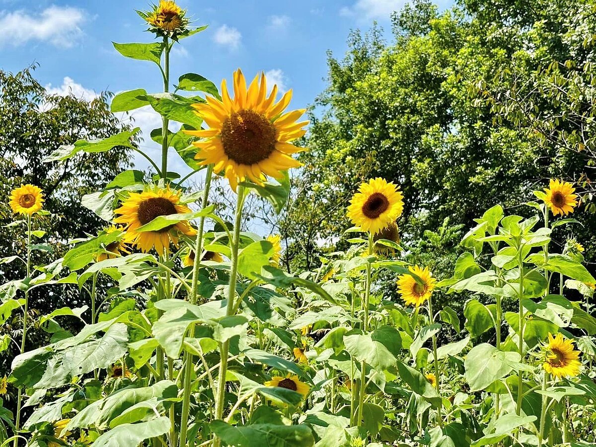 樟樹步道-向日葵花海