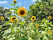樟樹步道－向日葵花海