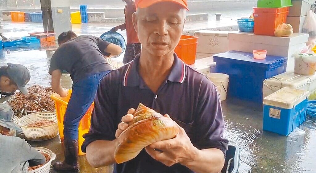 宜蘭縣頭城區漁會代表林天明在龜山島外海捕撈到稀有的龍宮貝。圖/宜蘭縣頭城區漁會代表林天明提供