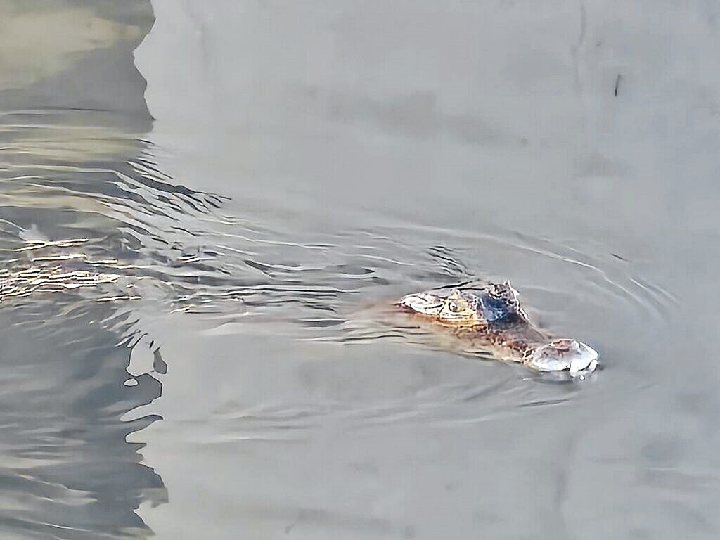 高屏溪上游的萬丹鄉崙頂堤防出現鱷魚。圖/屏東縣農業處提供