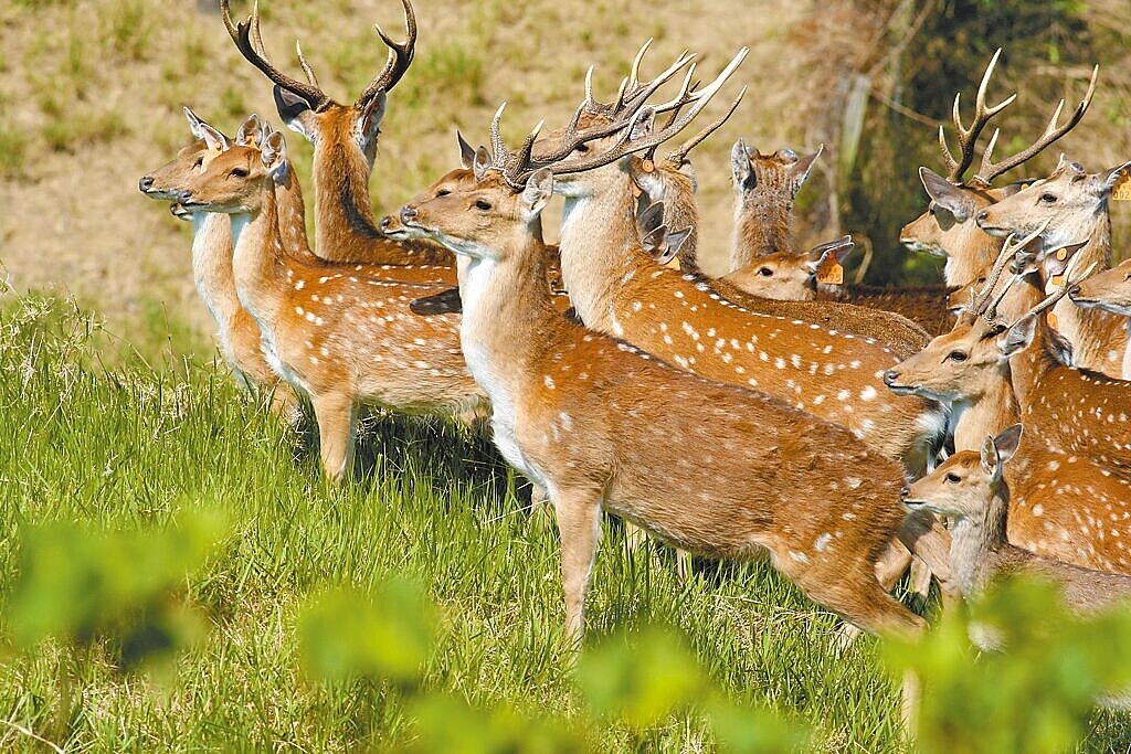 墾丁復育梅花鹿有成,卻成為盜獵者目標。(墾管處提供/羅琦文屏東傳真)