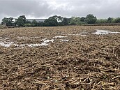 桃園連日豪雨致農損　菜價漲逾3成