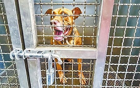 曾咬死人的比特犬「尖石」,在新竹縣動物保護防疫所收容在凶猛犬籠中近3年,引發關注,動保所指正規畫改建犬舍,將在符合安全防護下,提升凶猛犬的生活空間和舒適度。(羅浚濱攝)