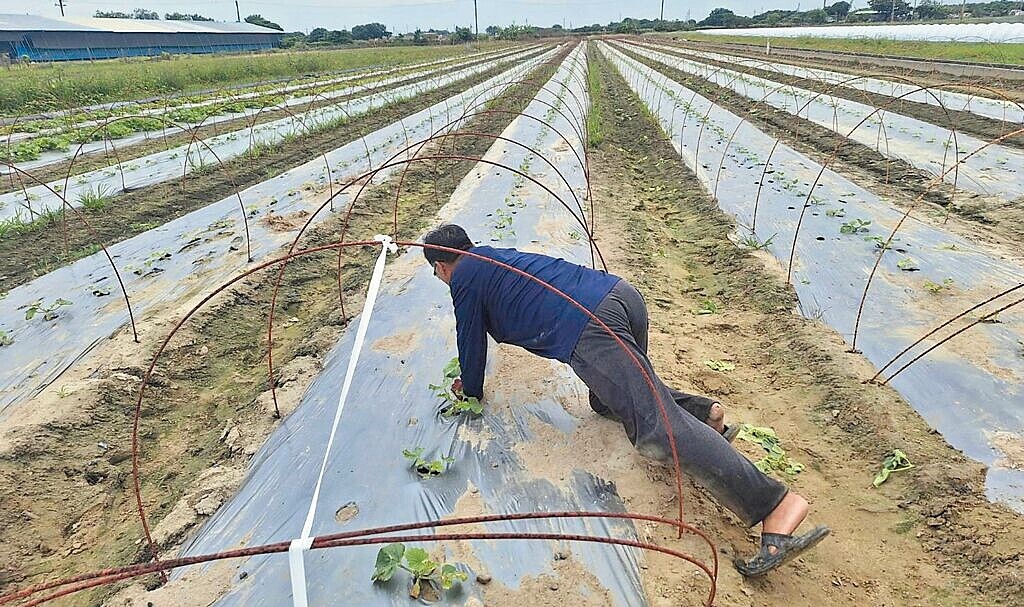 山陀兒颱風來勢洶洶，台南市北門區洋香瓜產區，瓜農們30日一早到田間加強固定植株。圖／陳國庸提供
