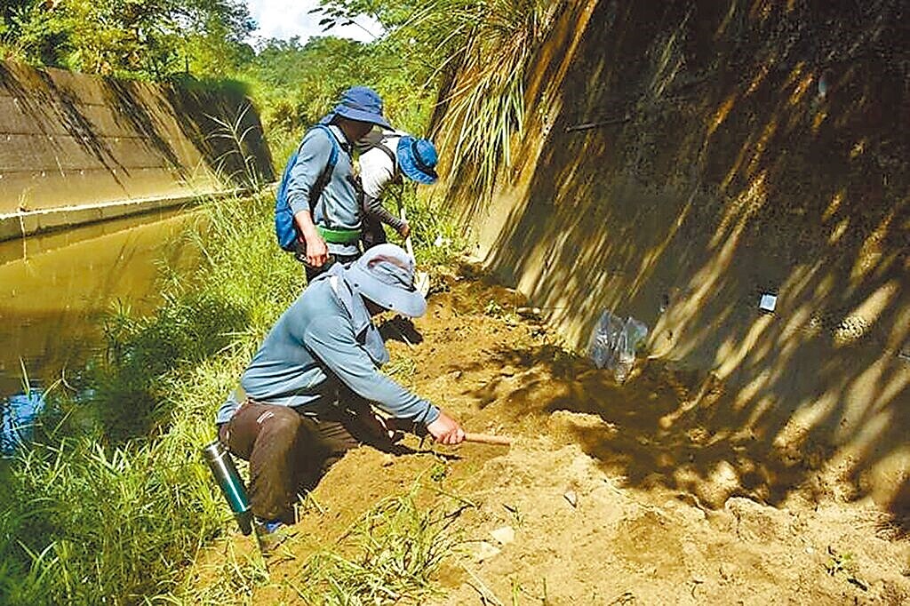 新竹縣北埔鄉大湖溪2022年出現野生的亞洲水龍蹤跡,新竹縣府即執行調查移除計畫至今,今年更在野外挖掘到兩窩蛋巢。圖/新竹縣府提供