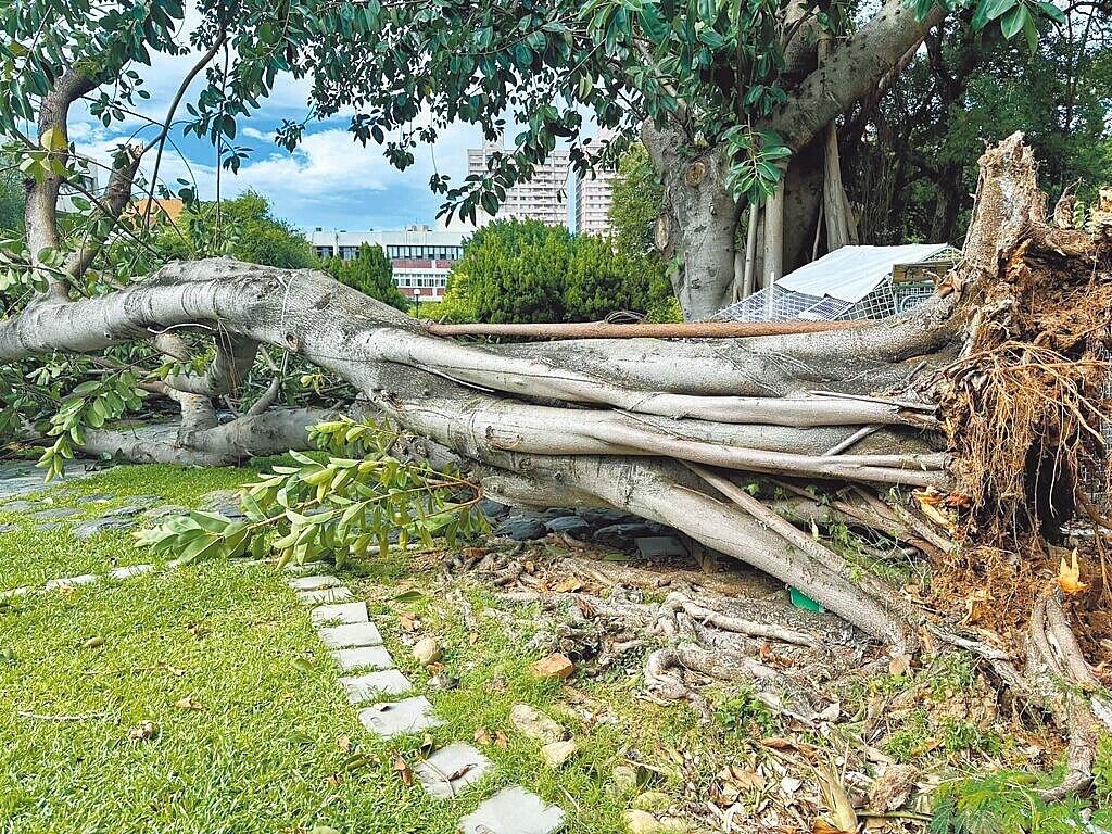 新竹市歷史建築日本海軍六燃廠旁的保溫雞舍，現移至陽明交通大學，校內印度橡膠樹因颱風來襲，加上感染褐根病，日前突然倒下，波及保溫雞舍。（取自臉書粉專大煙囪下的家／王惠慧新竹傳真）
