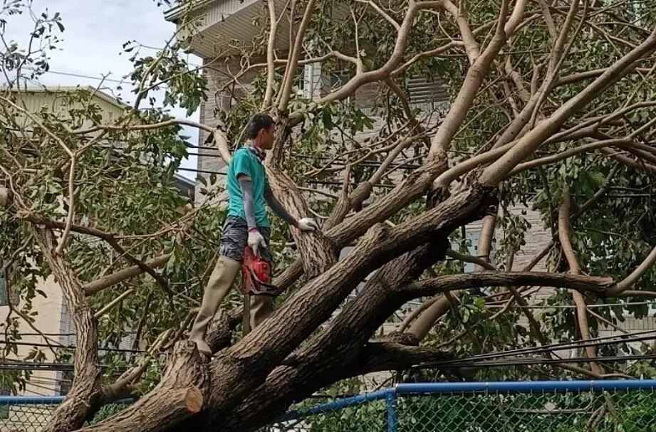 山陀兒颱風吹倒多棵路樹,高雄大寮區大寮里長蕭清翔曾多次建議區公所修剪路樹,但直到颱風登陸前,樹都沒人修。圖/蕭清翔提供