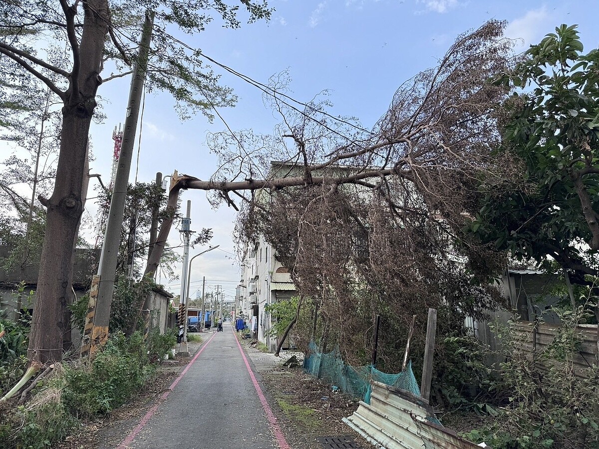 小港區鳳興里內因有大樹倒塌壓毀電線，里長等不到維修人員，只能自掏腰包聘工人自行移除大樹，但當地仍有多達4條以上道路路燈未亮，甚至有大型車「摸黑」行駛道路。圖／里長洪富賢提供