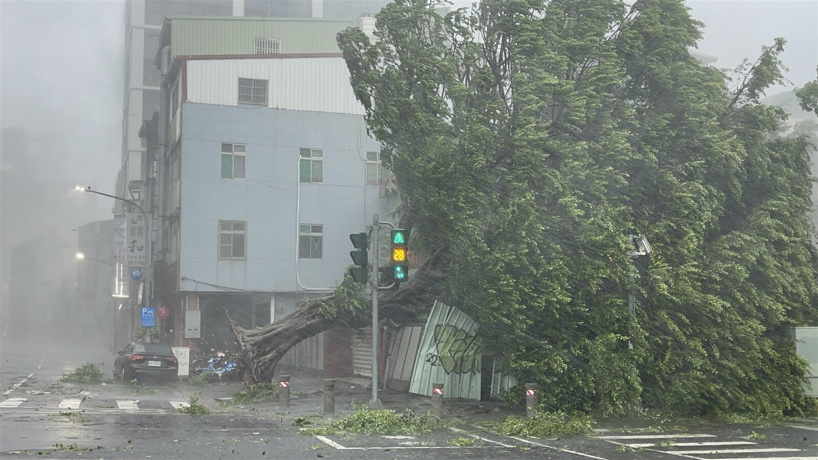 山陀兒颱風登陸高雄時，安全帽樹遭強風吹倒，還砸中後方柯家起家厝古厝。記者劉學聖／攝影 