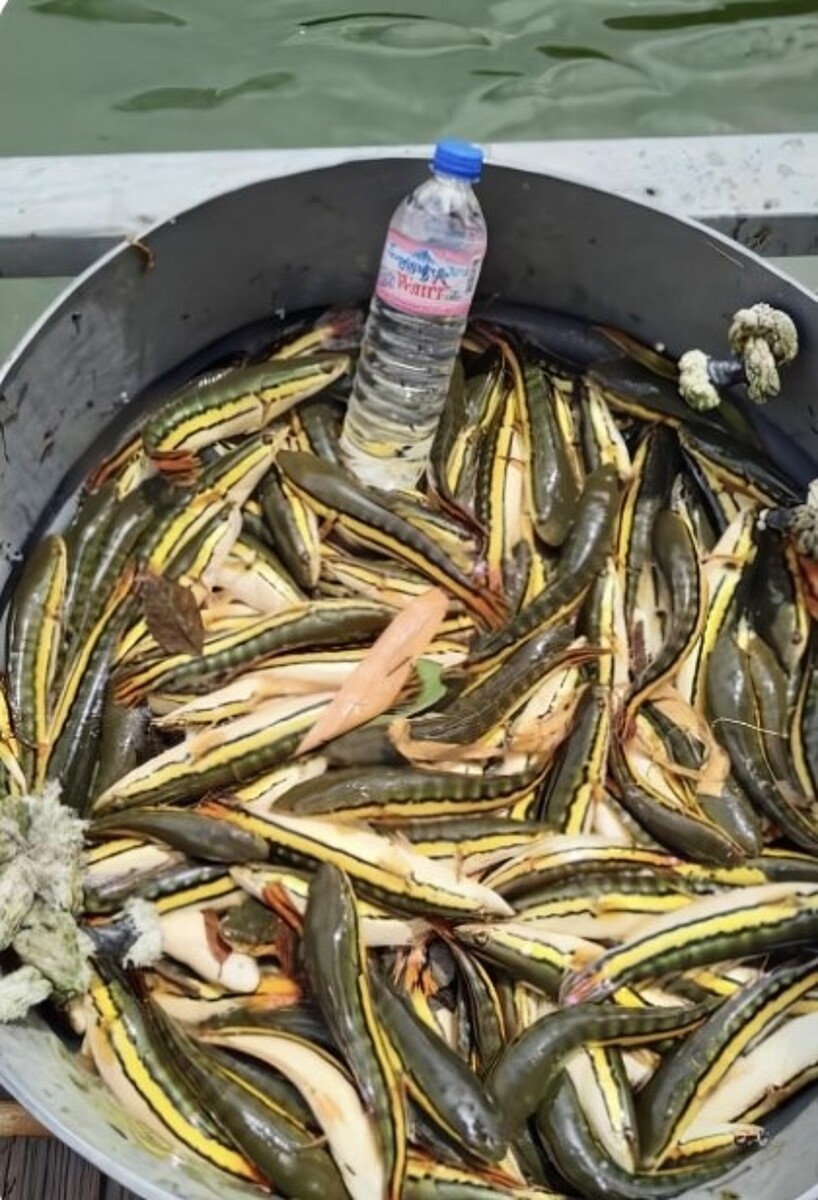 日月潭入夏防治電撈魚虎球,今年循往例執行電撈作業,至今已撈破3千尾,但相較於去年同期的3萬尾,暴減10倍。圖/南投縣政府提供