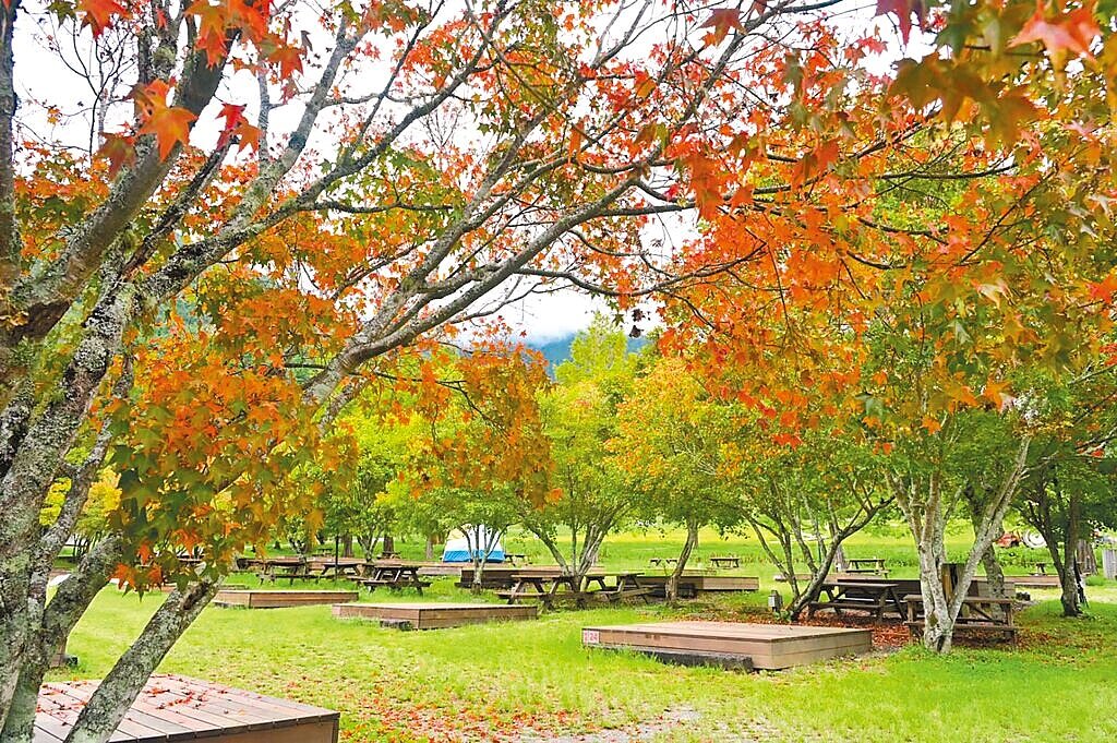 每年10至12月是台中高山旅遊旺季，最近武陵農場、福壽山農場的楓葉轉紅，預計11月是最佳賞楓期。（武陵農場提供／李京昇台中傳真）