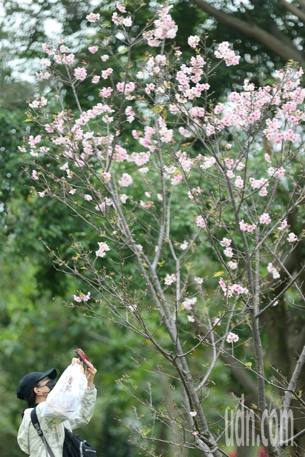 今天白天起冷空氣減弱,各地氣溫回升,明天各地早晚較涼,白天高溫進一步回升。本報資料照片