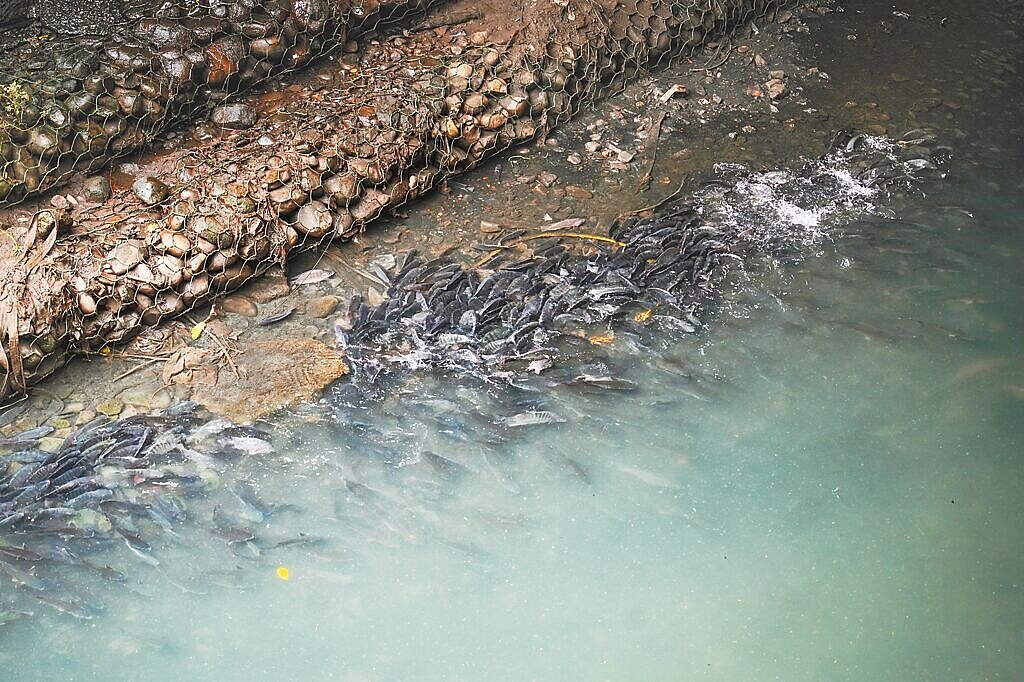 瓦磘溝整治有成,近日有民眾發現魚群超多。(新北市水利局提供/陳慰慈新北傳真)