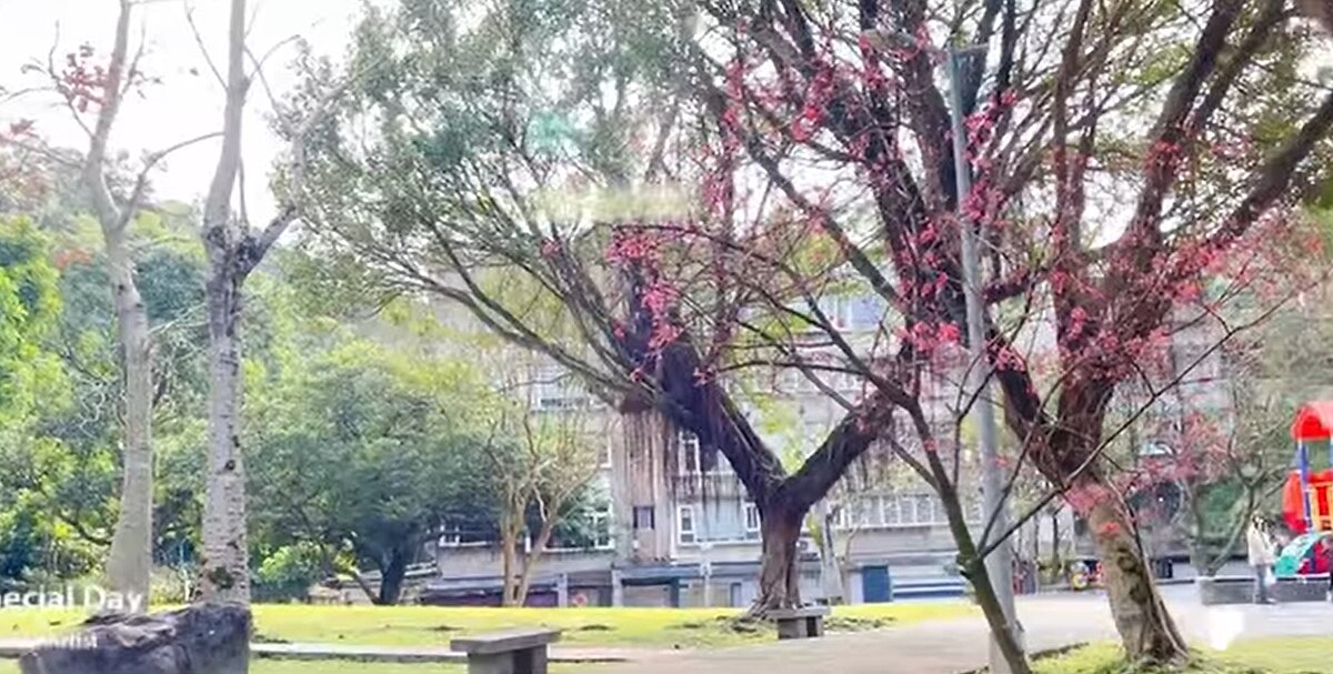 成功公園櫻花開。（圖／內湖樂生活Ｘ有你有我）