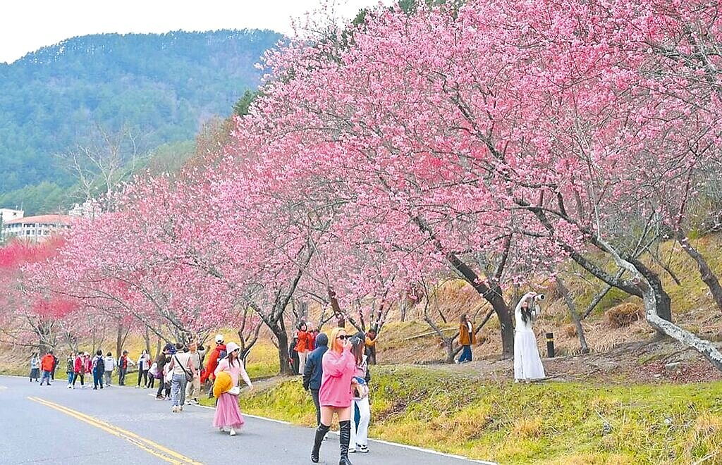 武陵農場山櫻花正陸續綻放,美景宜人,目前花況約4成,估計228連假期間將盛開迎賓。(武陵農場提供/寶智華台中傳真)