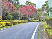 追櫻祕境　藏身淡水、三芝農村