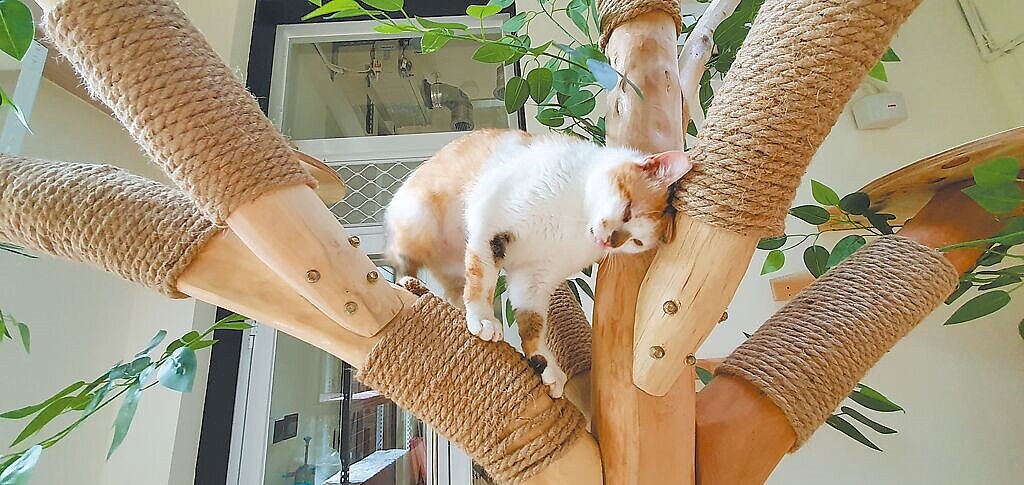 新北首座貓咪室內樂園規畫設於板橋動物之家生命教育園區,預計今年底前完工。(新北市動保處提供/陳慰慈新北傳真)