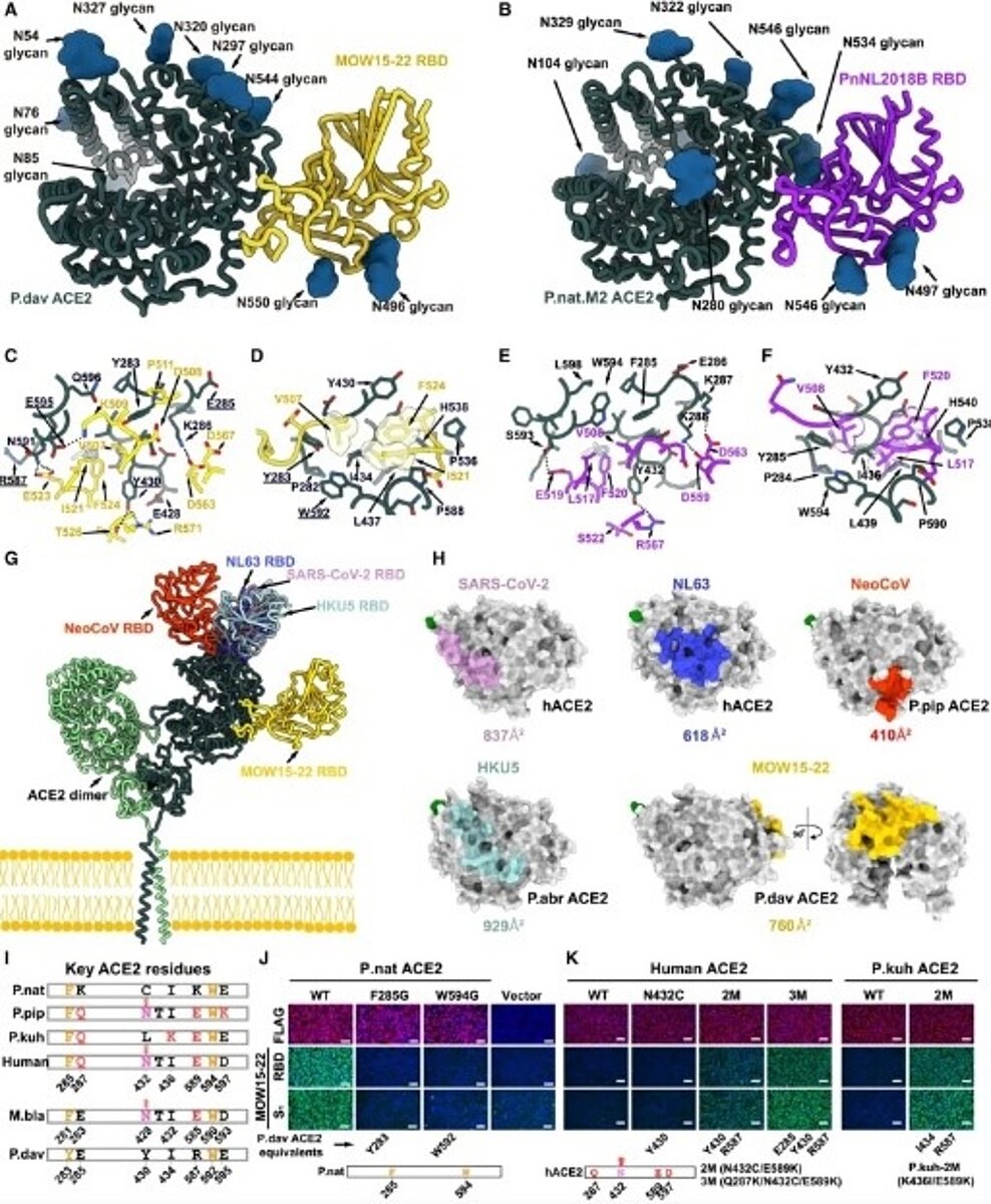 武漢大學與石正麗團隊2月7日在《細胞》雜誌上論文中,以圖片具體展示MOW15-22與蝙蝠ACE2結合的結構基礎。 圖/取自《細胞》雜誌