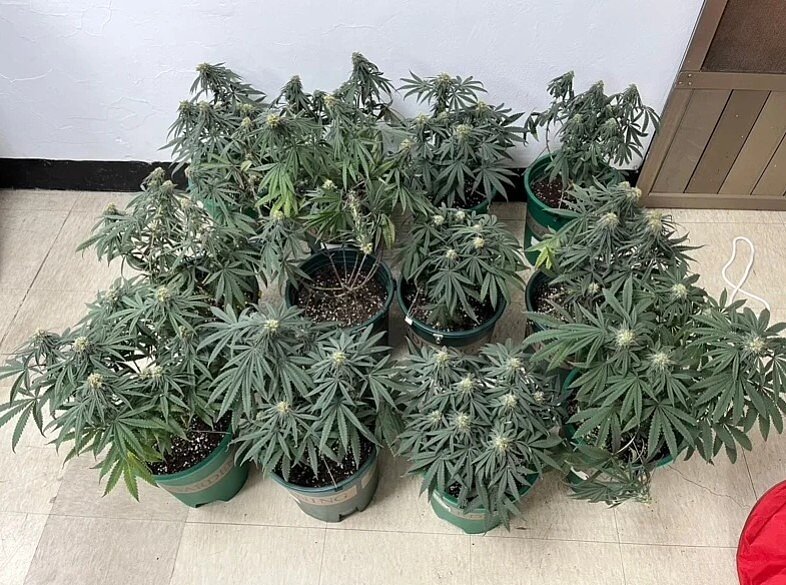 學生餐廳賣大麻，主嫌是東吳包商廚師兼外送平台外送員。圖／記者游明煌翻攝
