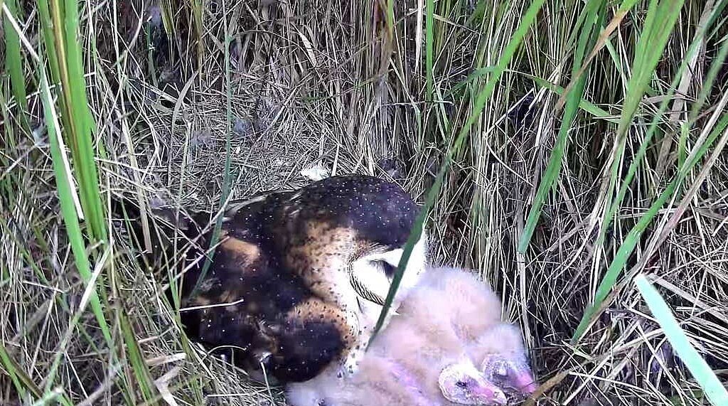 遠端監控設備確認親鳥返巢育雛,目前巢內3隻草鴞寶寶仍在持續健康長大中。圖/林保署嘉義分署提供