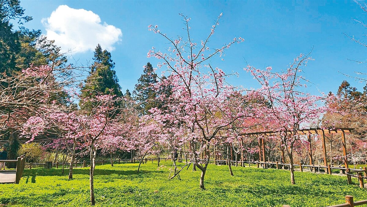 阿里山花季3月10日展開，阿里山國家森林遊樂區內櫻花目前綻放約5成。圖／林保署嘉義分署提供