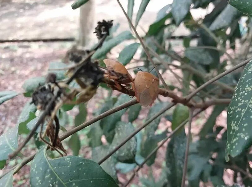 日媒分享防止椿象入侵室內的3個方法。圖為荔枝椿象。圖／南投分署提供
