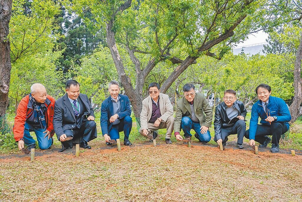 清華大學梅園內的老梅樹得了俗稱「日燒病」的枝幹溝腐病，面臨生存危機，清大24日啟動「梅園醫療保育與栽培計畫」，將為老梅樹恢復新生。圖／清大提供