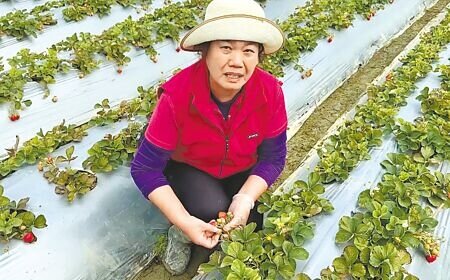 南投縣國姓草莓農李小姐說,近年草莓愈來愈難種,幼苗經常受損死掉,須不斷補植,原本期待228採果潮彌補損失,又遇下雨攪局,如今得忙著清園,將受水傷的草莓及爛掉的葉子拔除。(楊靜茹攝)