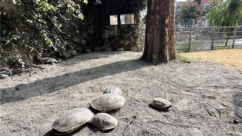 台南市下營區「台灣龜生態園區」,去年10月風光啟用揭牌,沒想到最近有網友爆料,園區環境惡劣,嚴重缺乏水源,痛批根本是「烏龜地獄」。中時報系資料照