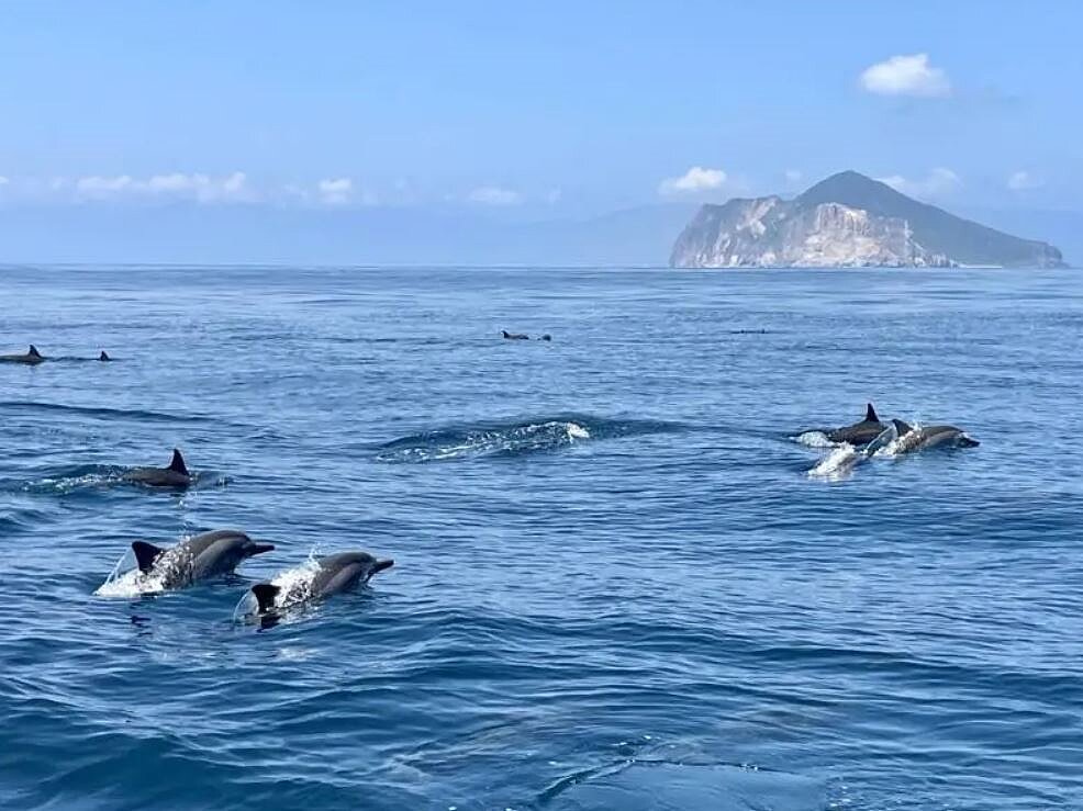宜蘭龜山島明天起開放，除了登島，周邊海域也是賞鯨的熱門海域。圖／東北角管理處提供
