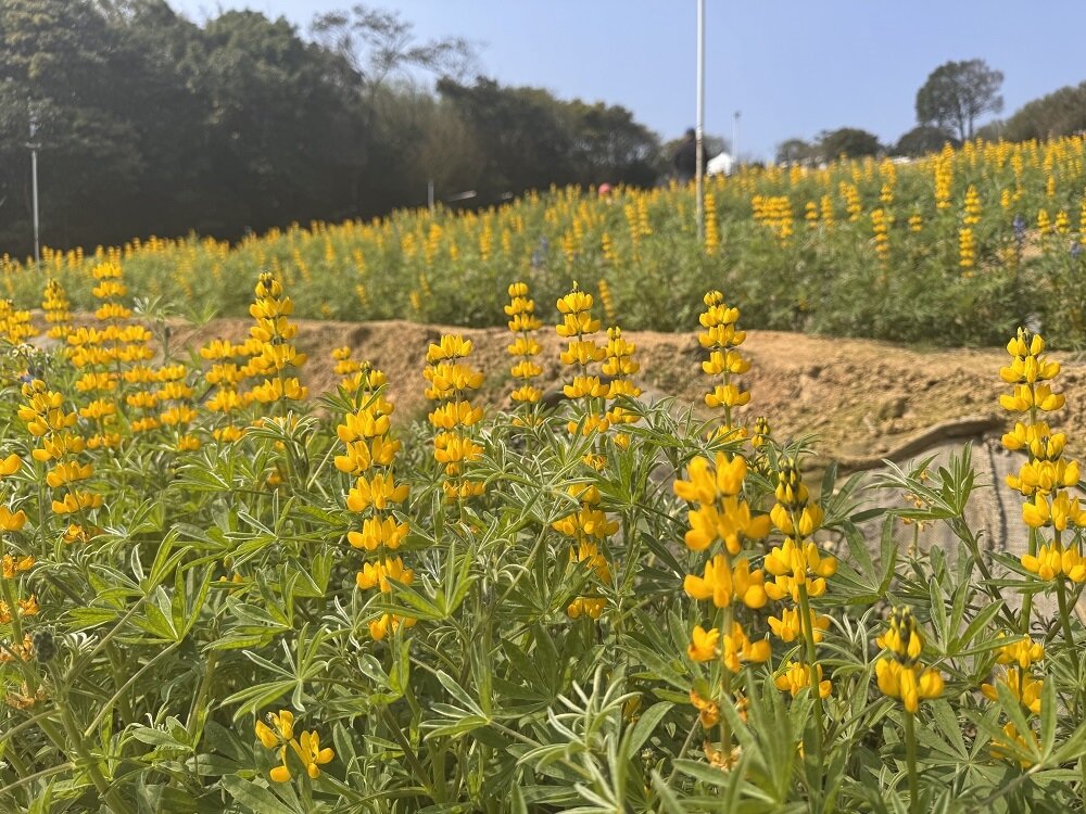 魯冰花不僅是龍潭最美的花卉,也是著名作家鍾肇政小說《魯冰花》的核心主題。圖:客家局提供