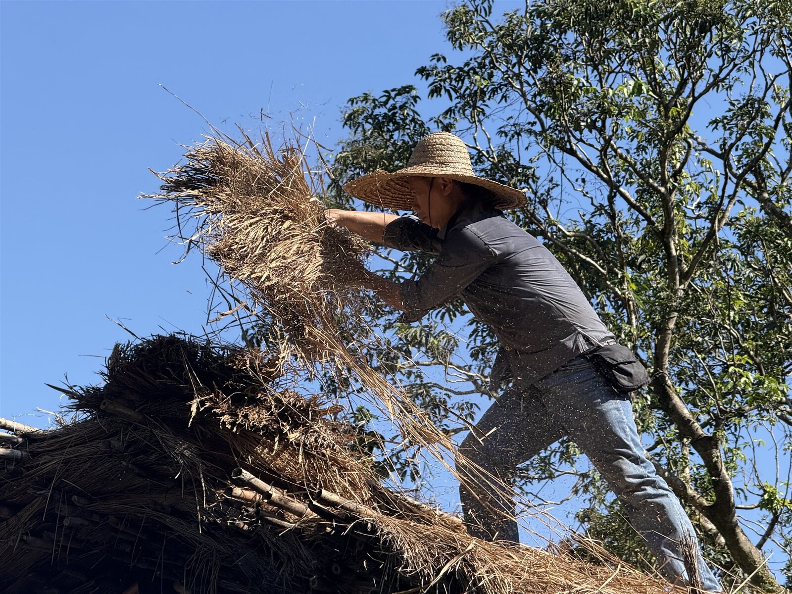 林家草厝的成員與志工們合力更換新的白茅草屋頂。記者張策/攝影