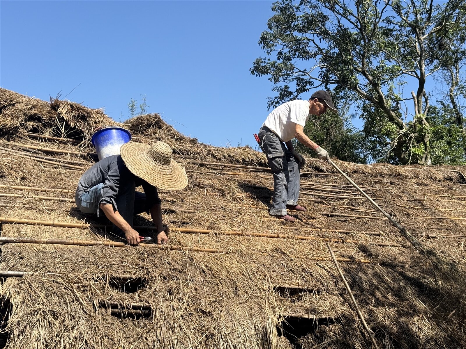 林家草厝的成員與志工們合力更換新的白茅草屋頂。記者張策/攝影