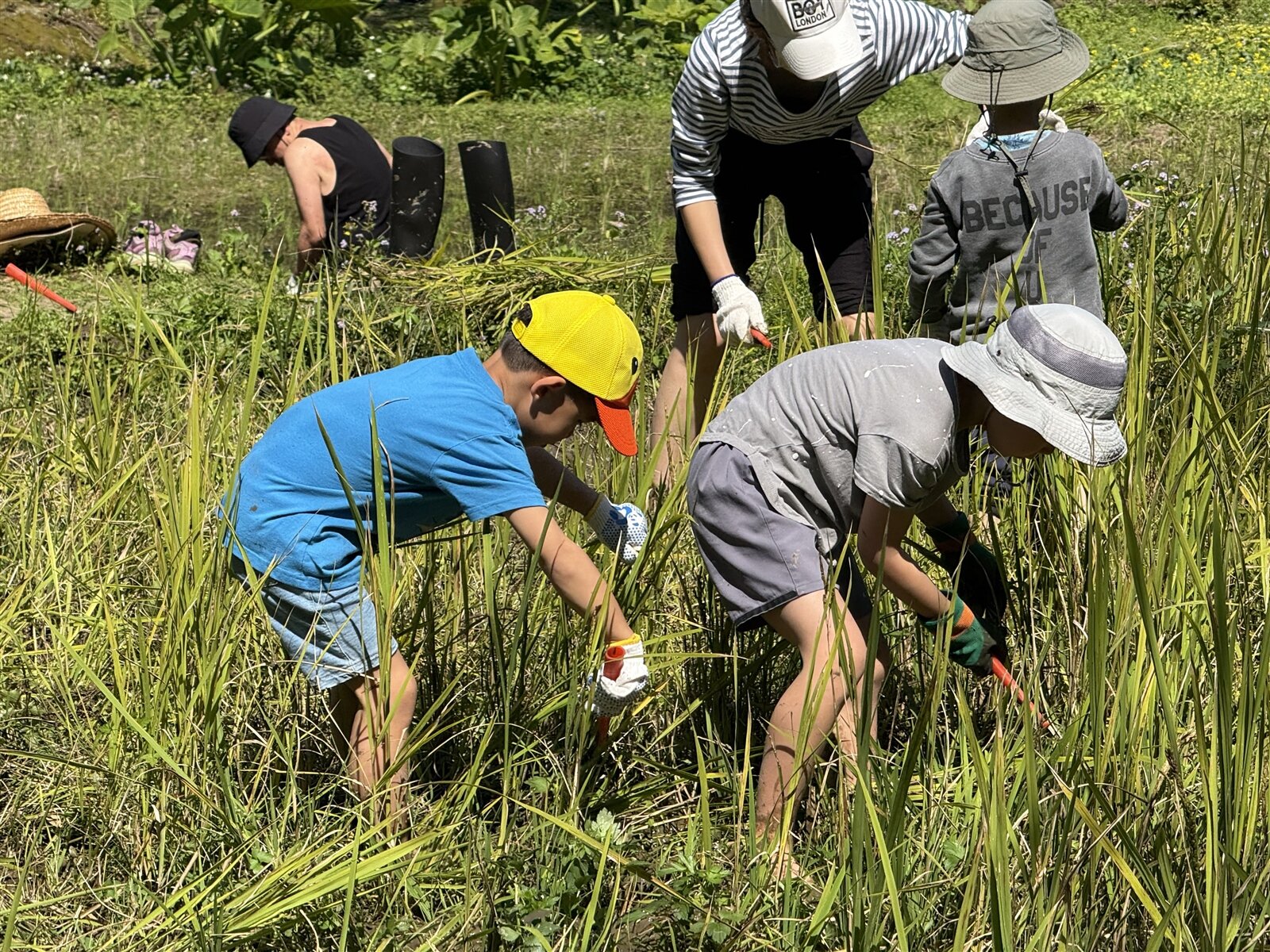 林家草厝二女兒林芝玉表示歡迎民眾來體驗採收、除草、種稻。記者張策/攝影