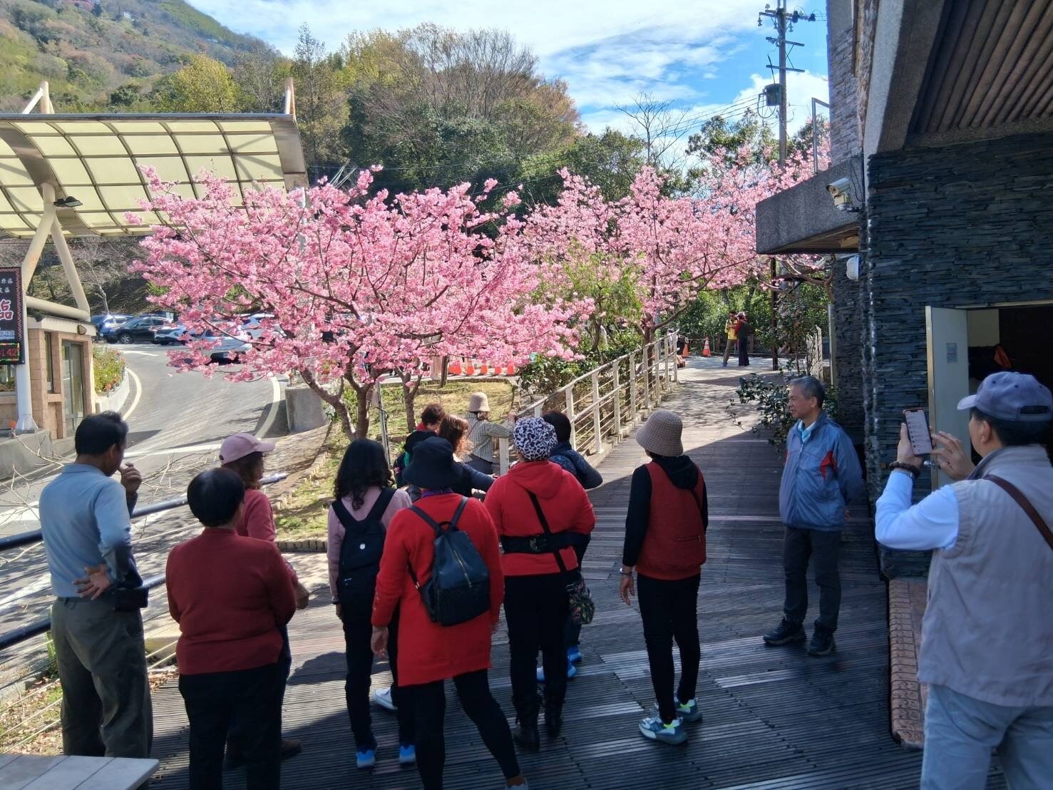 228連假期間拉拉山湧入來自各地的賞櫻人潮。圖:觀旅局提供