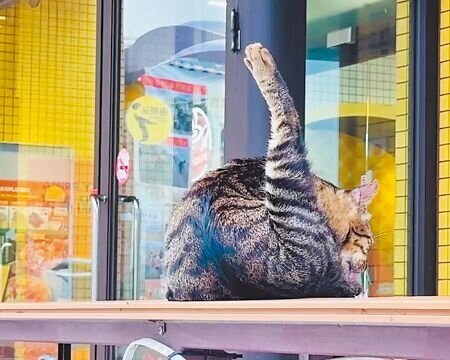 台東金崙村便利商店店貓親人,許多遊客搶拍。(蔡旻妤攝)