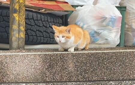 台東縣太麻里鄉金崙村貓咪數量多,成為觀光新亮點。(蔡旻妤攝)