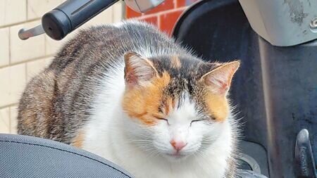 台東縣金崙村,被稱為「台東貓村」。(蔡旻妤攝)