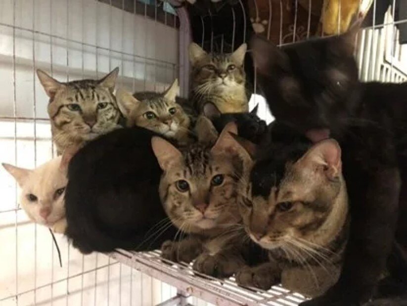 犬貓非法繁殖場問題層出不窮,新北動保處長楊淑方今說,將寵物登記10隻以上認定為大量飼養戶,今年起一戶戶稽查。資料圖/新北市動保處提供