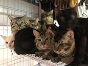 運匠虐7貓遭押　住家是非法繁殖場